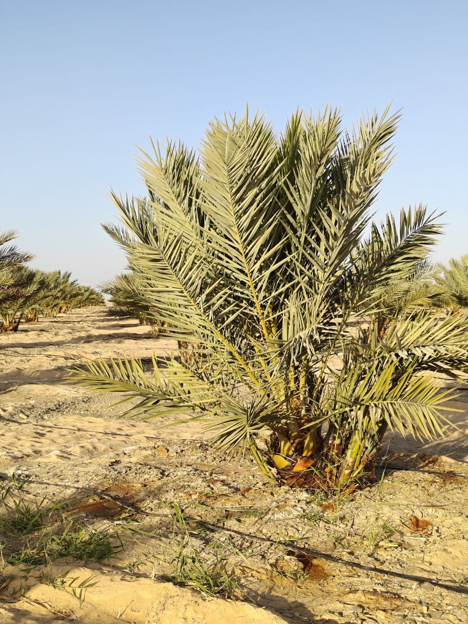 مشروع أرض كنعان – استثمار زراعي واعد في الفرافرة بالوادي الجديد